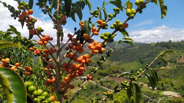 imagen Café de especialidad